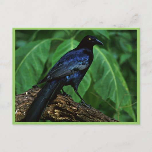 Grote staartgrijs briefkaart (Voorkant)