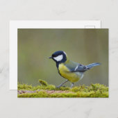 Grote tiervogel briefkaart (Voorkant / Achterkant)