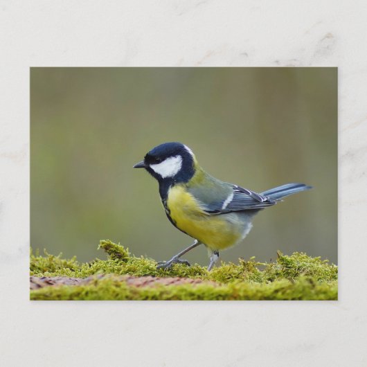 Grote tiervogel briefkaart (Voorkant)