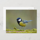 Grote tiervogel briefkaart (Voorkant / Achterkant)