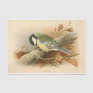 Grote tiet van Lord Lilford, Illustratie Tissuepapier