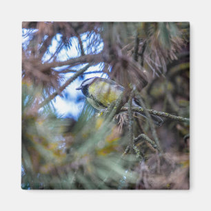 Grote tit (Parus major) Magneet