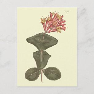 Grote Trompetklimop Botanische Illustratie Briefkaart