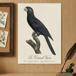 Grote Vasapapegaai, Coracopsis Vasa Illustratie Poster
