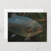 Grote vis briefkaart (Voorkant / Achterkant)