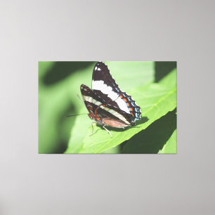 Grote vlinder canvas Print