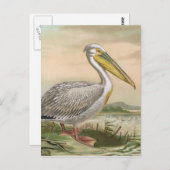 Grote vogel van Pelican Briefkaart (Voorkant / Achterkant)