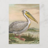 Grote vogel van Pelican Briefkaart (Voorkant)