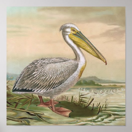 Grote  vogel van Pelican Poster (Voorkant)