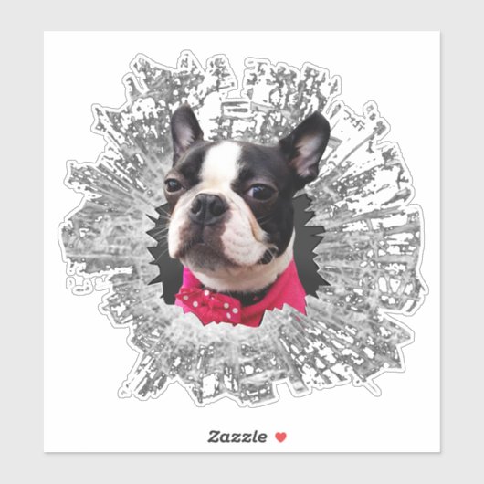 Grote Vrouw Boston Terrier smashed window sticker (Vel)