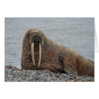 Grote Walrus op Rocks
