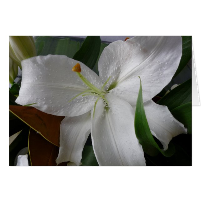 grote witte bloem (Voorkant Horizontaal)