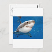 Grote witte haai briefkaart (Voorkant / Achterkant)