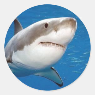 Grote witte haai ronde sticker