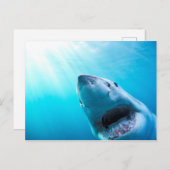 Grote witte haai | Zuid-Afrika Briefkaart (Voorkant / Achterkant)