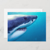 Grote witte haai | Zuid-Afrika Briefkaart (Voorkant / Achterkant)