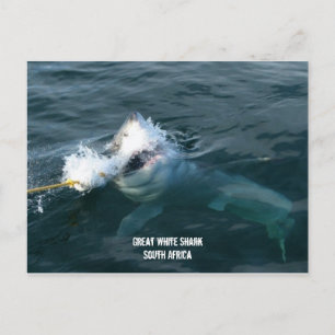 Grote witte haai - Zuid-Afrika Briefkaart