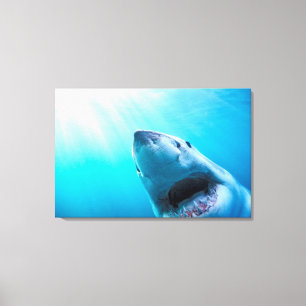 Grote witte haai Zuid-Afrika Canvas Afdruk