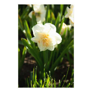 Grote witte narcissen op een lentedag foto afdruk