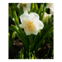 Grote witte narcissen op een lentedag