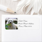 Grote Witte Pyreneeën Hond Mailing Labels (Insitu)