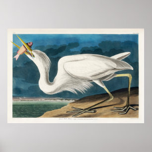 Grote witte reiger, 1835, De vogels van Amerika Poster