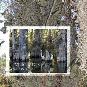 Grote witte zilverreiger, kale cipres, Everglades Briefkaart