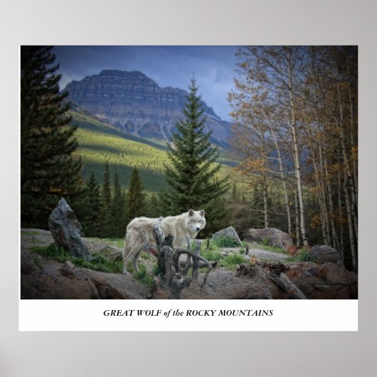 Grote Wolf van de Rocky Mountains Poster (Voorkant)