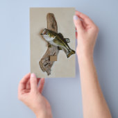 grote zeebaars flyer (Hand)