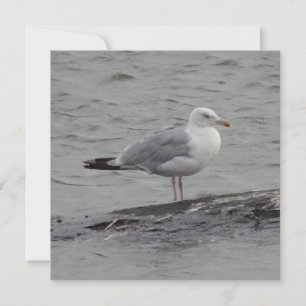 Grote zeemeeuw Plat kaart