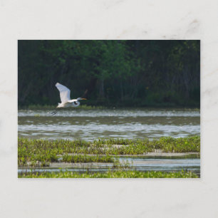 Grote Zilverreiger in vlucht Briefkaart