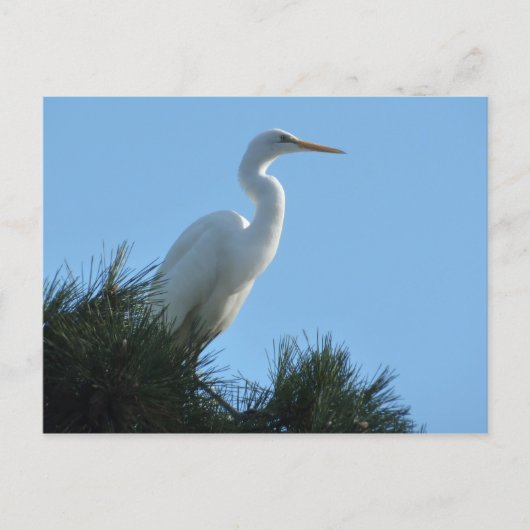 Grote Zilverreiger in zonnig Florida Briefkaart (Voorkant)