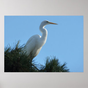 Grote Zilverreiger in zonnig Florida Poster