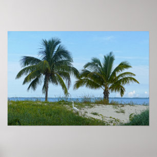 Grote Zilverreiger, Treasure Cay, Great Abaco Isla Poster