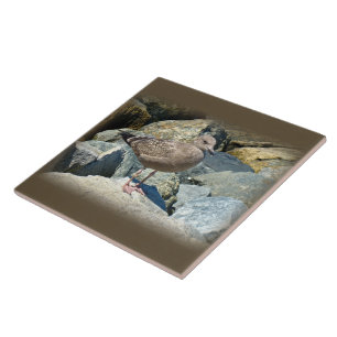 Grote zwarte meeuw tegeltje