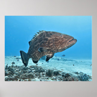 Grote zwarte tandbaars poster