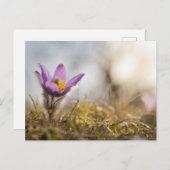 Groter briefkaart van paskebloemen (Voorkant / Achterkant)