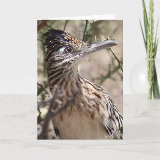 Groter Wenskaart Roadrunner Kaart (Voorkant)