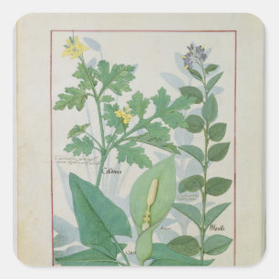 Grotere Celandine of Poppy Vierkante Sticker