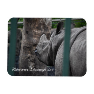 Grotere Rhinoceros met één hoorn in de dierentuin Magneet