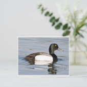 Grotere staart - Bluebill Drake Briefkaart (Staand voorkant)