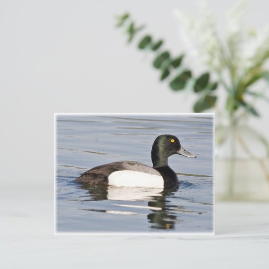 Grotere staart - Bluebill Drake Briefkaart (Staand voorkant)