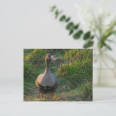 Grotere witte gans briefkaart (Staand voorkant)