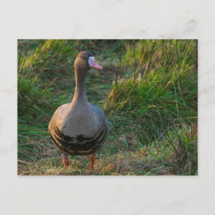 Grotere witte gans briefkaart