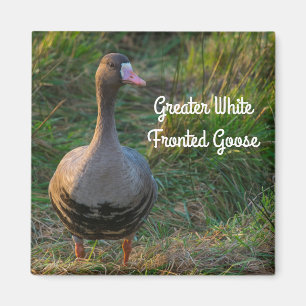 Grotere witte gans magneet