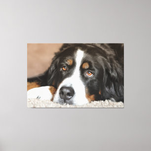 Grotere Zwitserse berghond Canvas Afdruk