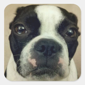 Grouchy Boston Terrier Vierkante Sticker