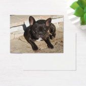 Grouchy French Bulldog (Bureau)