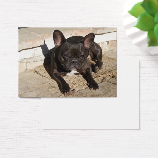 Grouchy French Bulldog (Bureau)