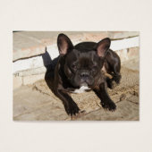 Grouchy French Bulldog (Devant)